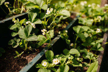 Blooming strawberry bushes in the garden