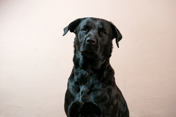A beautiful portrait of a black rottweiler cross breed pet taken in a studio with a stunning shiny coat looking for treats  and being shy and coy Showing the pet love and family bond