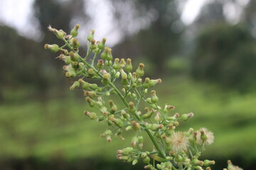flowers in spring
