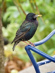 Starling 