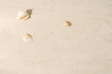 Sand with shells. Blank sand background to showcase products.