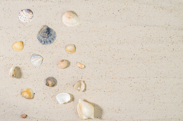 Sand with shells. Blank sand background to showcase products.