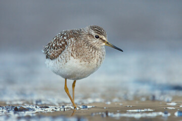 Wood sandpiper (Tringa glareola) feeding in the wetlands.