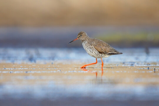 Common redshank or redshank (Tringa totanus) searching for food in the wetlands in sunset.
