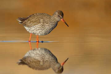 Common redshank or redshank (Tringa totanus) searching for food in the wetlands in sunrise.