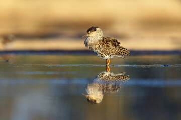 Ruff (Calidris pugnax) male in breeding plumage in the wetlands in spring.