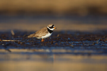Common ringed plover or ringed plover (Charadrius hiaticula) searching for food in the wetlands.