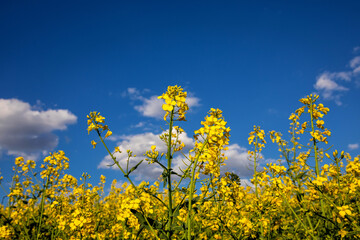 Fields with rapeseed on a sunny day. Rapeseed cultivation.