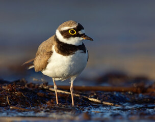 Little ringed plover (Charadrius dubius) searching for food in the wetlands.