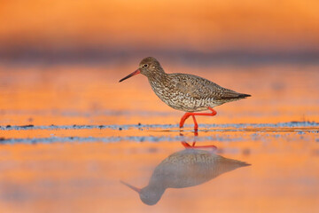 Common redshank or redshank (Tringa totanus) searching for food in the wetlands in sunset.