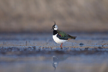 Northern lapwing (Vanellus vanellus) searching for food in the wetlands in dusk.