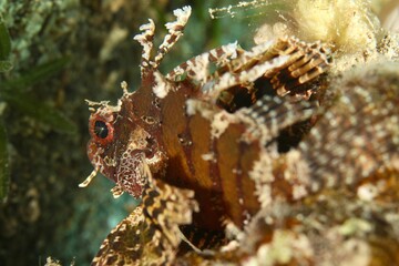 tiny scorpionfish on a reef in the Red Sea egypt