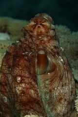 octopus in hiding Red Sea Egypt 