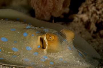 Blue-spotted Ribbontail Stingray in the red sea egypt