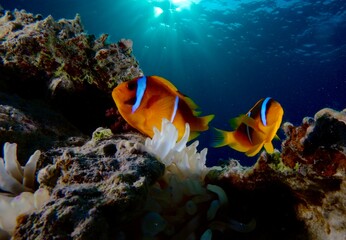 Fototapeta na wymiar two anemonefish on coral with blue water and sun with reflections in the Red Sea Egypt 