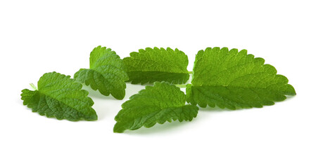 Mint leaves isolated on white background. Fresh green plant for drinks and spices.