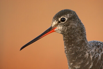 Spotted redshank (Tringa erythropus) closeup in sunset.