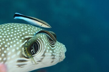 cleaning fish taking care of a pufferfish on a reef in the Red Sea egypt