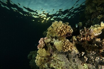 coral with blue water and sun with reflections in the Red Sea Egypt 