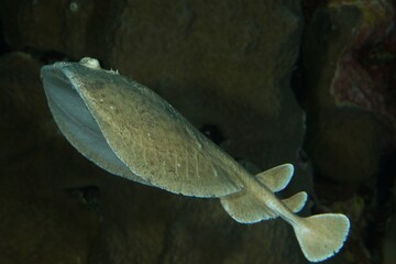 electric or torpedo ray on a reef in the Red Sea egypt