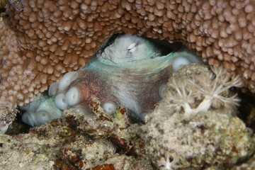 octopus in hiding Red Sea Egypt 