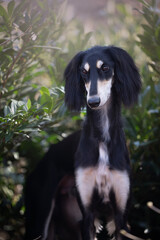black and tan Saluki