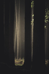 Forest2