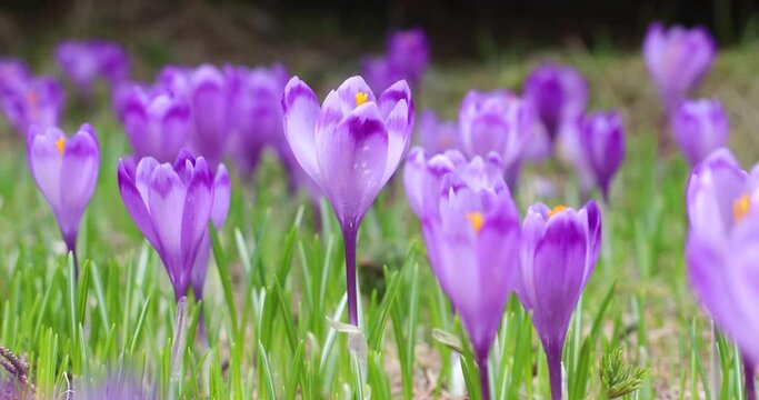 4k video. Beautiful crocus purple flowers, part of Iridaceae family, filmed in the mountains area in a beautiful landscape with mountains in background covered by snow.