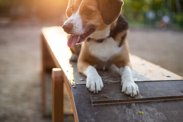 beautiful cute dog beagle in a dog park