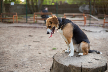 beautiful cute dog beagle in a dog park