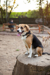 beautiful cute dog beagle in a dog park