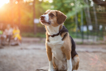 beautiful cute dog beagle in a dog park
