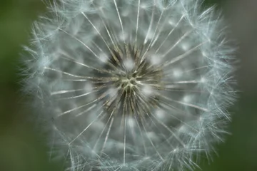 Draagtas Macro photo of a dandelion on a green background. Dandelion seeds close up. The concept of fragility. Macro nature. © stokkoval