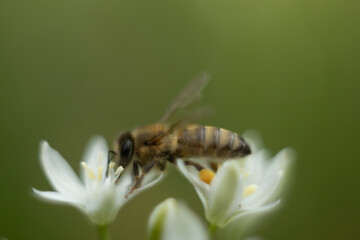 Macro photo of a bee. The bee collects pollen. Bee on a white flower.