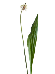 Plantago lanceolata flower and leaf herbal isolated on white