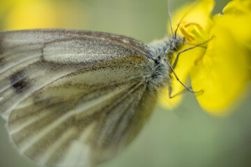 Macro photo of a butterfly. Butterfly drinks nectar. Butterfly on a flower. Macro photo of insects.