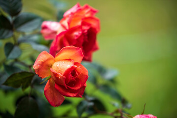 red rose in garden