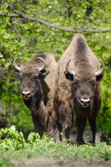 Two wild  European wood bisons Wisent, Bison bonasus in the forest