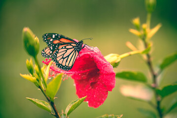 butterfly on flower