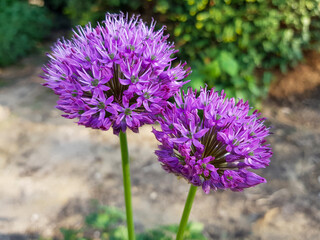 Giant Onion (in german Riesen-Lauch, Riesenzierlauch) Allium giganteum