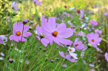 Decorative Cosmos flowers bloom in nature