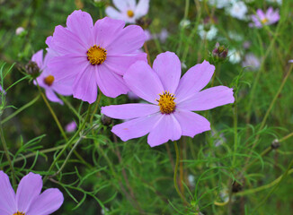 Decorative Cosmos flowers bloom in nature