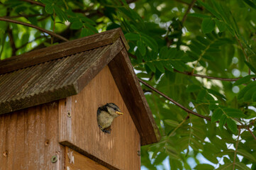 Juvenile blue tit bird, cyanistes caeruleus, looking out of nest box at new surroundings. The...