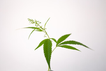 green marijuana bush on a white background