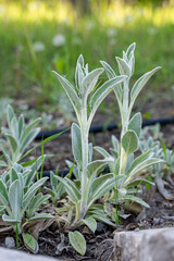 The young Stachys byzantina plant
