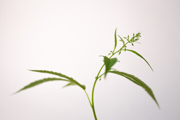 Obraz premium green marijuana bush on a white background