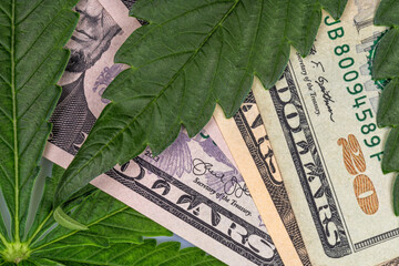 Some cannabis leaves on top of dollar bills