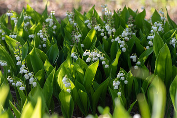 Fototapeta premium Lily of the valley flower (Convallaria majalis)
