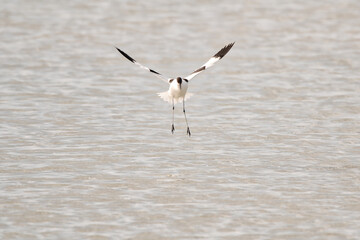bird, wasser, möve, meer, natur, gull, tier, wild lebende tiere