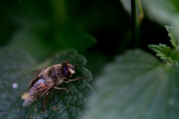 Eristalis tenax on green leaf, macro photography. Eristalis tenax is a hoverfly, also known as the drone fly, of the order Diptera